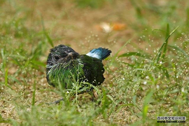 �����仢������