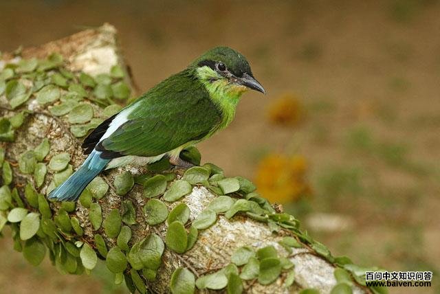 �����仢������