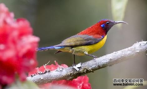 ����̫�����ͼƬ