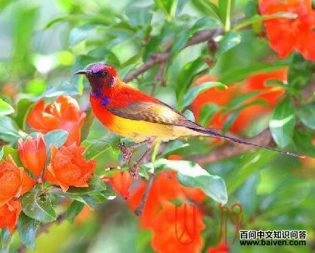 ����̫����