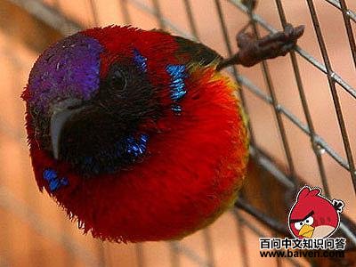 ����̫����