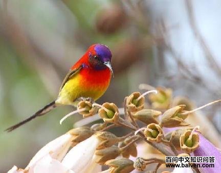 ����̫����