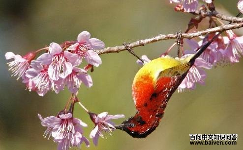 ����̫����