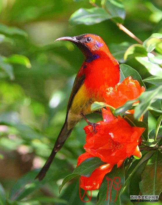 ����̫����