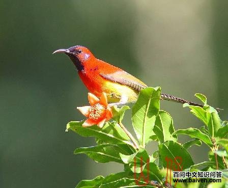 ����̫����