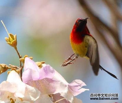 ����̫����