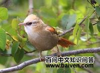 白冠针尾雀 白冠针尾雀的图片