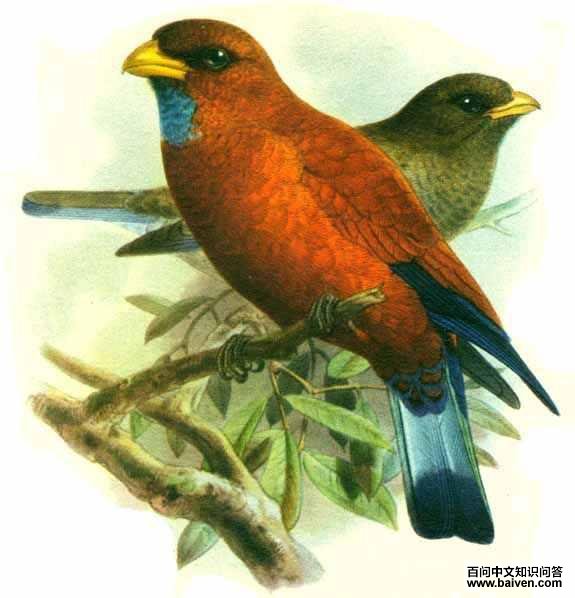 蓝喉三宝鸟 蓝喉三宝鸟的图片