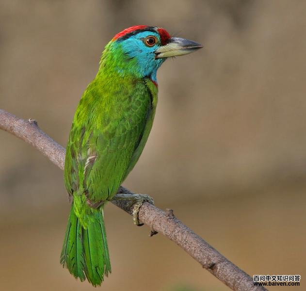 ��������ľ���ͼƬ