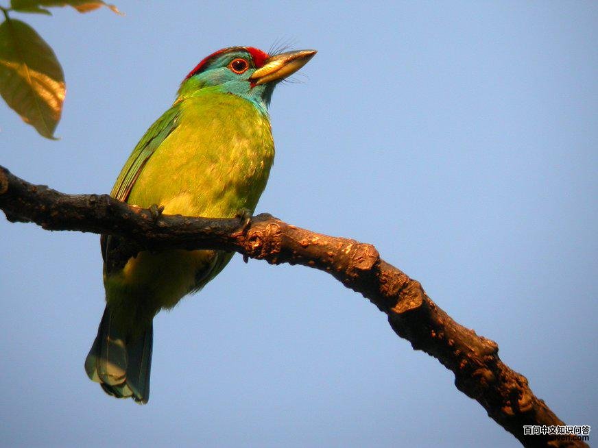 ��������ľ��