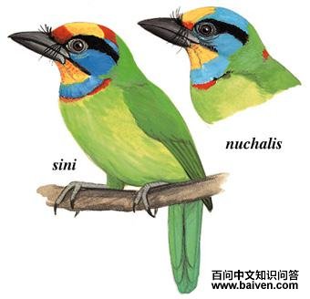 ��������ľ��