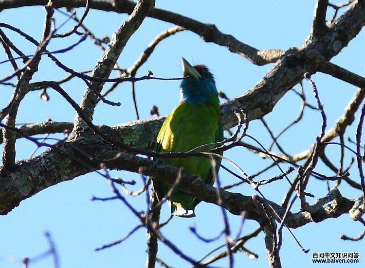 ��������ľ��