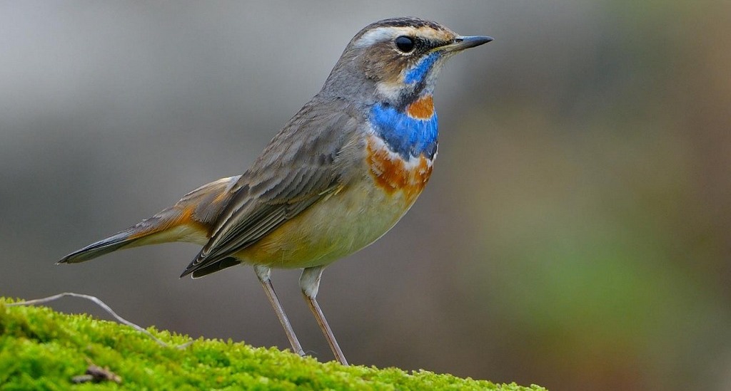 ��������ͼƬ