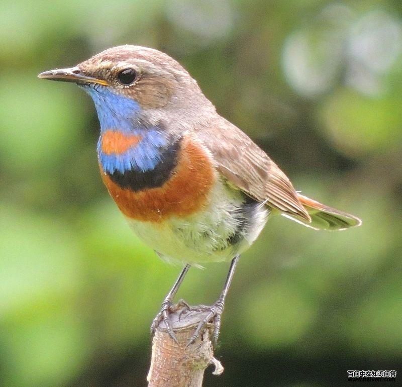 ������𶣺����