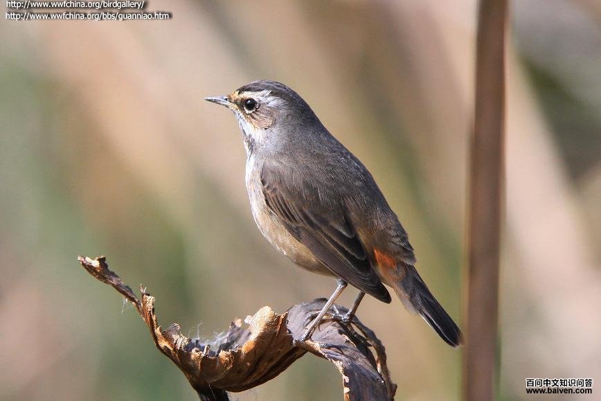 ������𶣺����