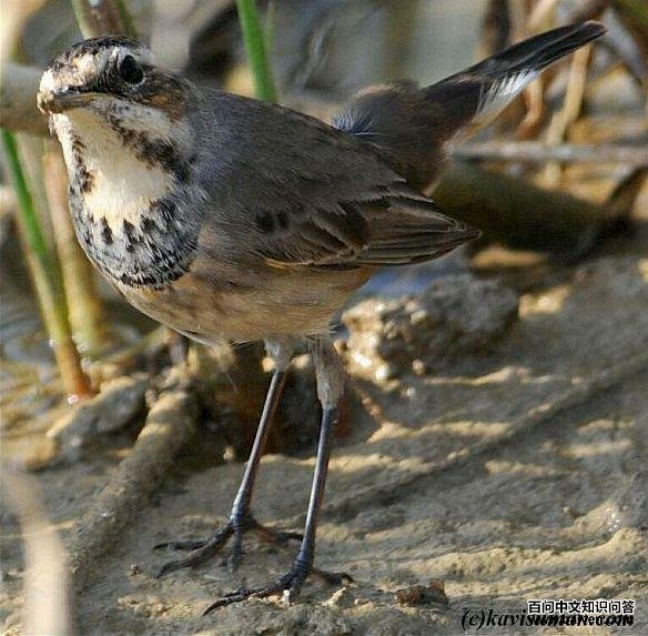 ������𶣺����