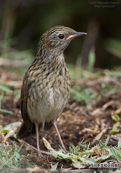 ������𶣺����