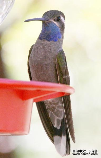 ������ʯ�����ͼƬ