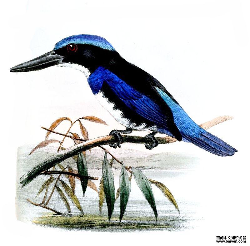 ��������ͼƬ