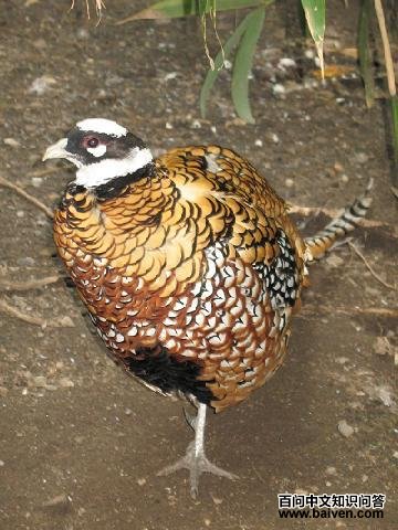 白冠长尾雉 白冠长尾雉的图片