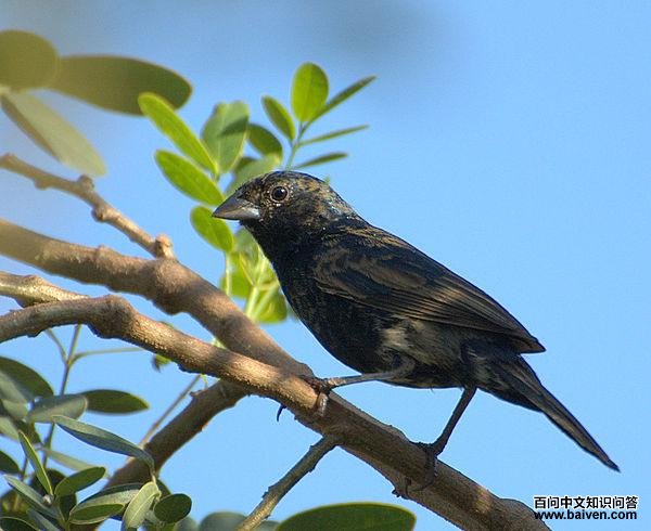蓝黑草鹀属 蓝黑草鹀属的图片