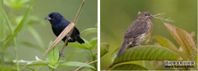 ���ڲ��c��