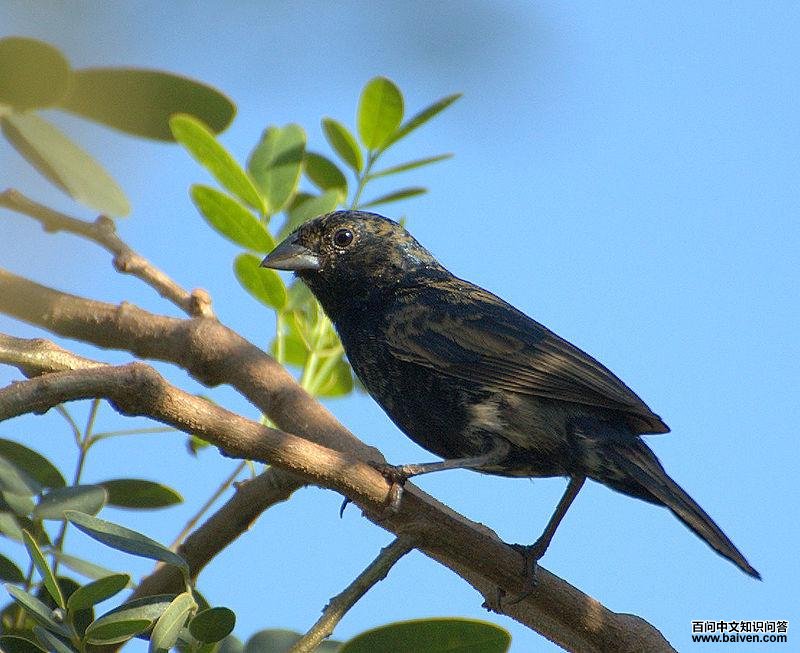 ���ڲ��c��ͼƬ