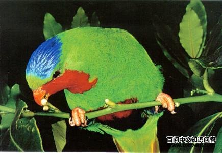 蓝冠吸蜜鹦鹉 蓝冠吸蜜鹦鹉的图片