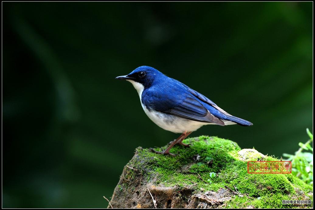 蓝歌鸲 蓝歌鸲的图片