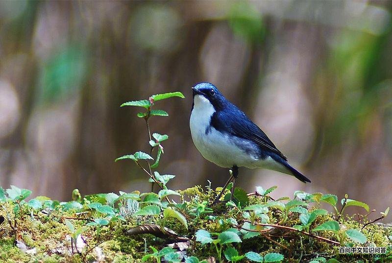 ����𶣺����