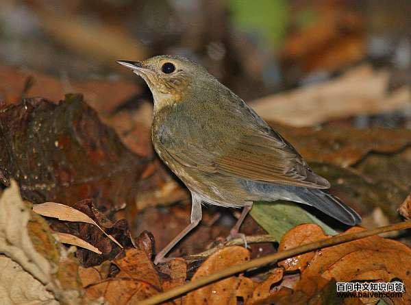 ����𶣺����