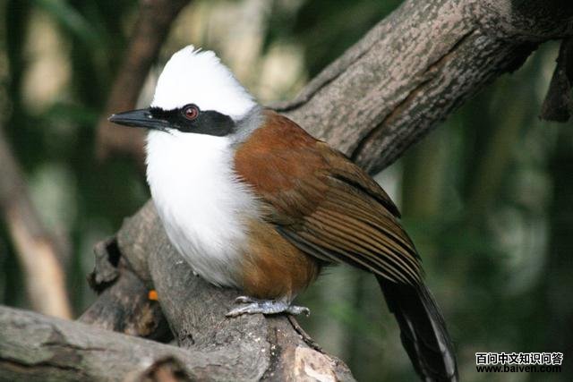 白冠噪鹛 白冠噪鹛的图片