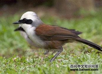 �׹�����