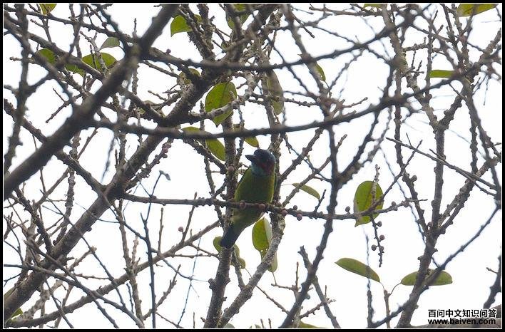 ��������ľ��