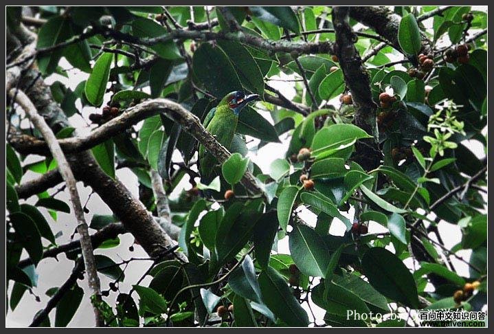 ��������ľ��