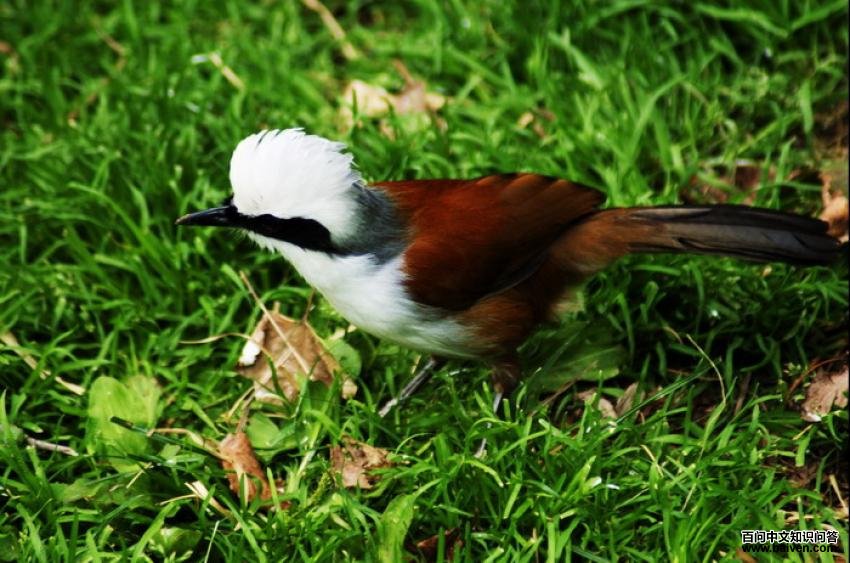 �׹�����