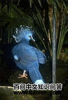 蓝凤冠鸠 蓝凤冠鸠的图片