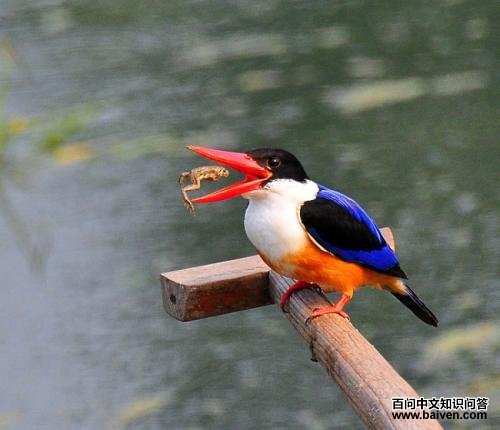 蓝翡翠 蓝翡翠的图片