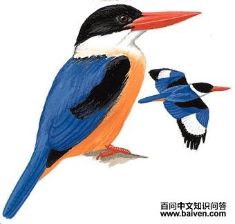 ����䣺��̬����ͼ