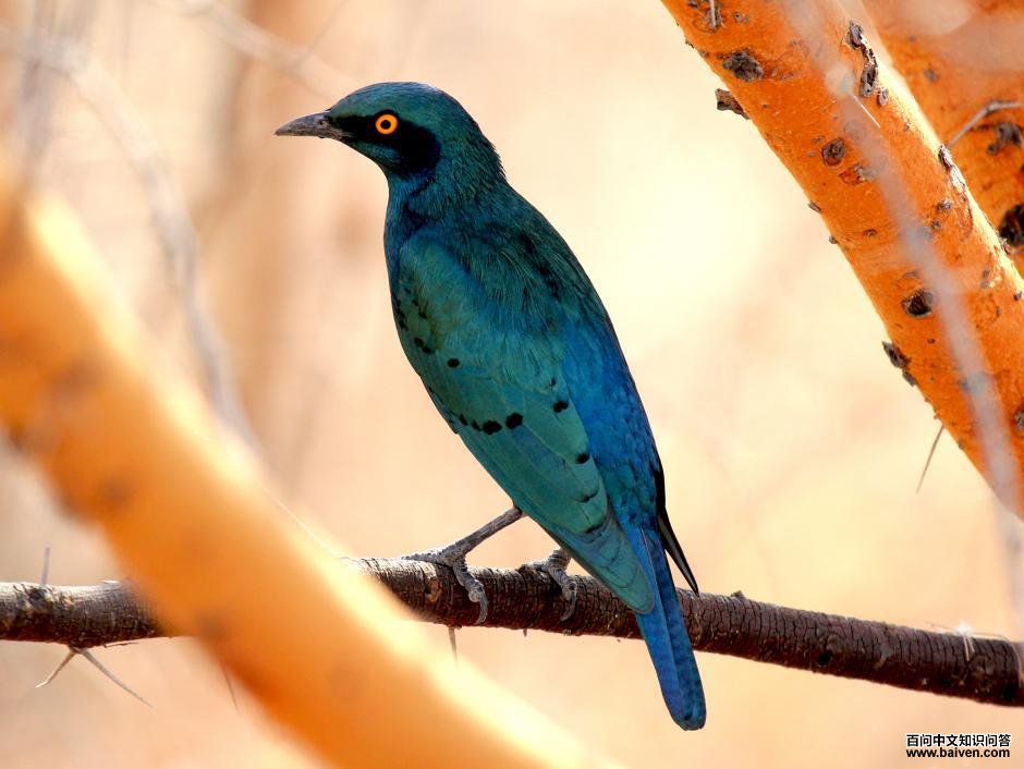 ����������ͼƬ