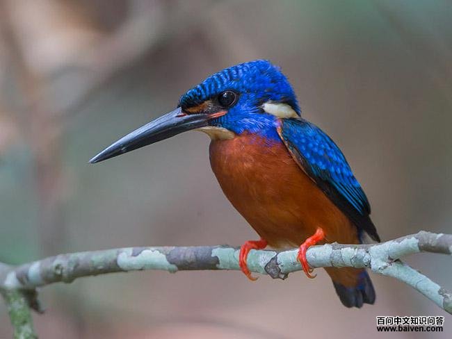 ���������ͼƬ