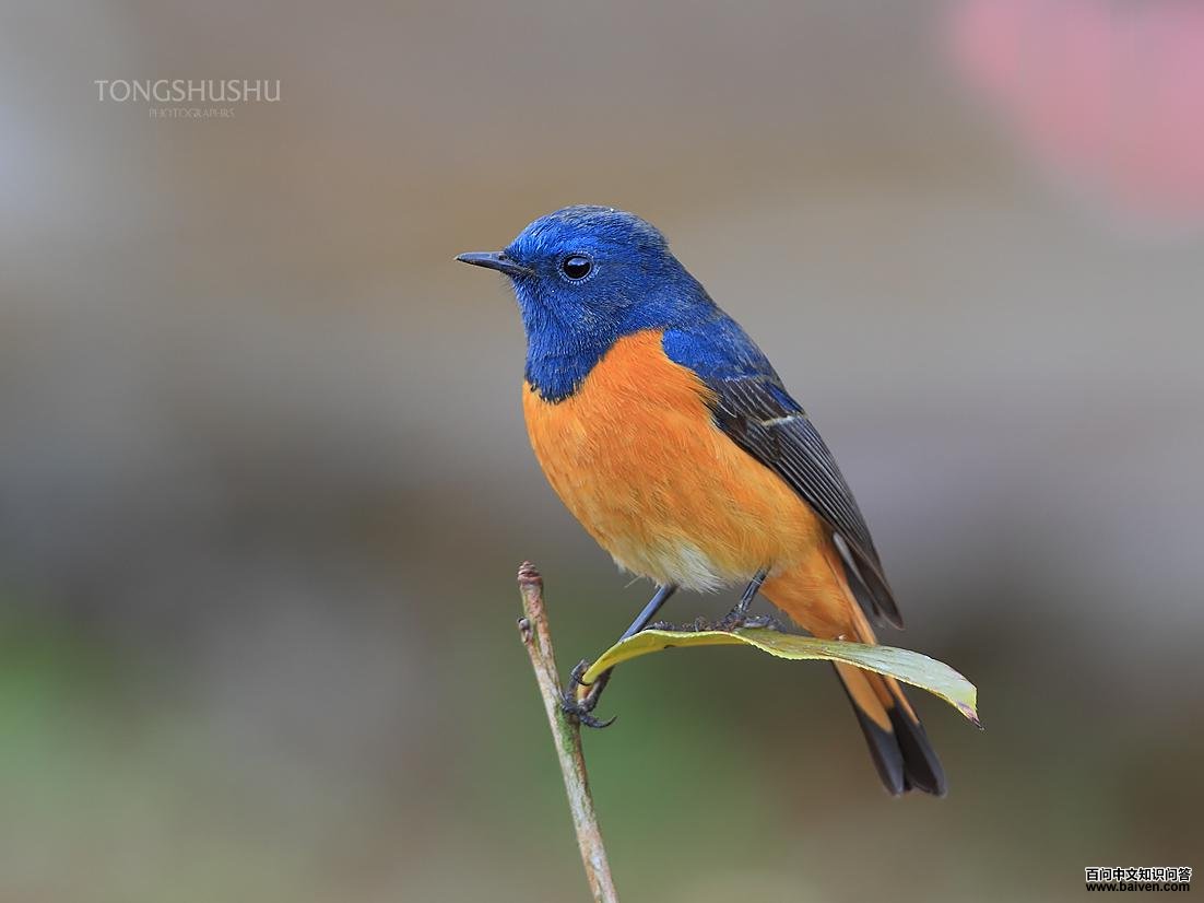 �����β��ͼƬ