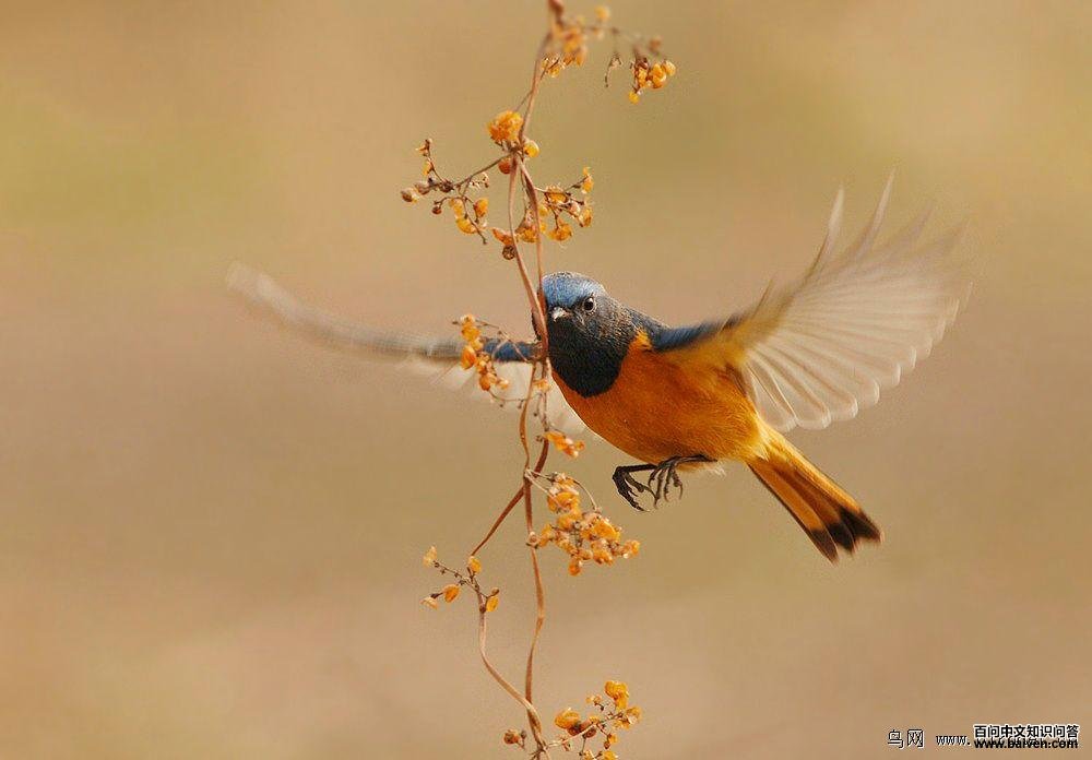 �����β�����ɰ棬��Ӱ�ٽ�