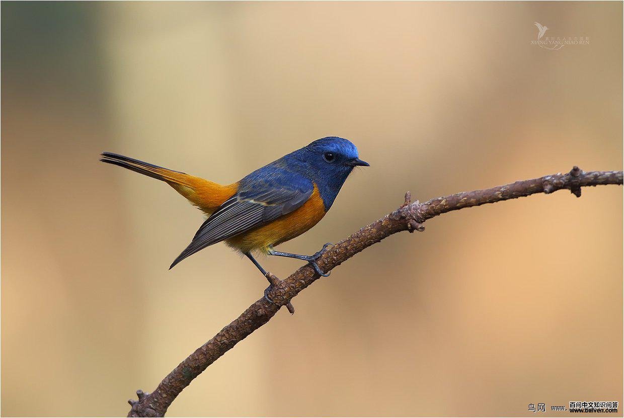 �����β𶣺������Ӱ�������ˣ�