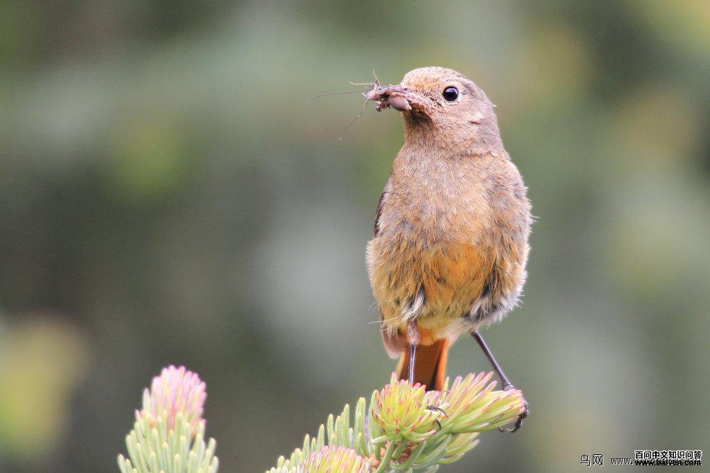 �����β������Ӱ��Ҵ����