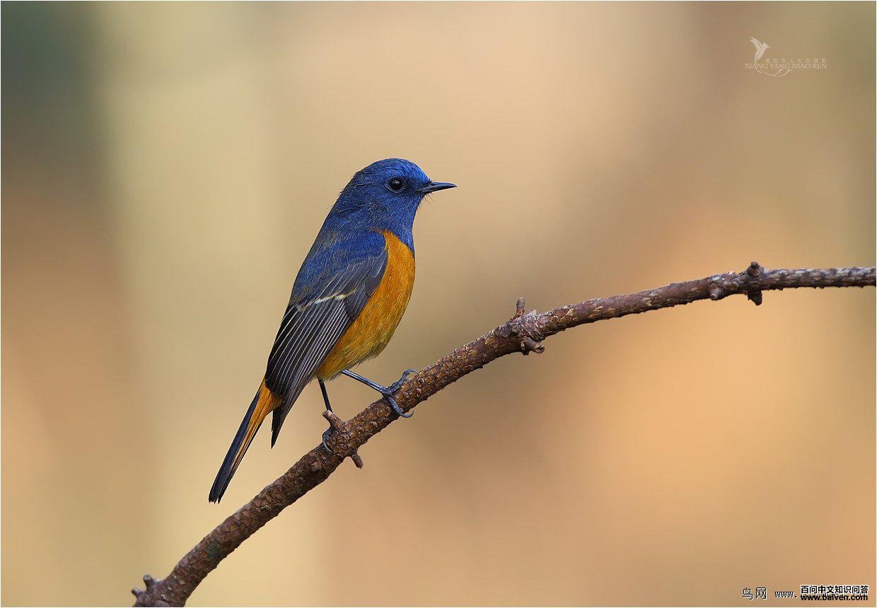 �����β�������Ӱ��������