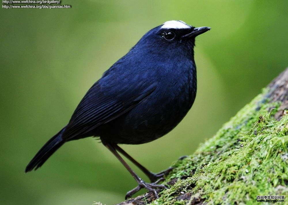 ���̳���ͼƬ