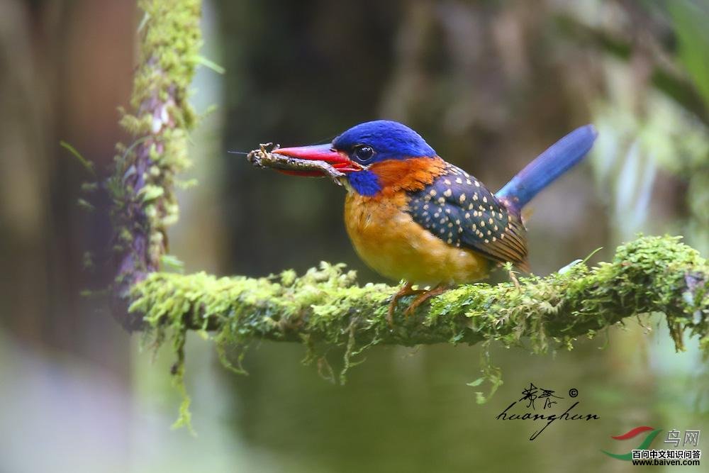 ��������ͼƬ