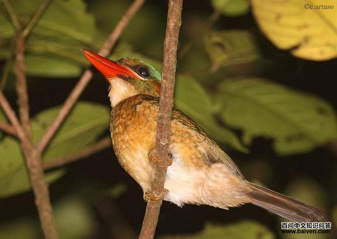 ������䣺����