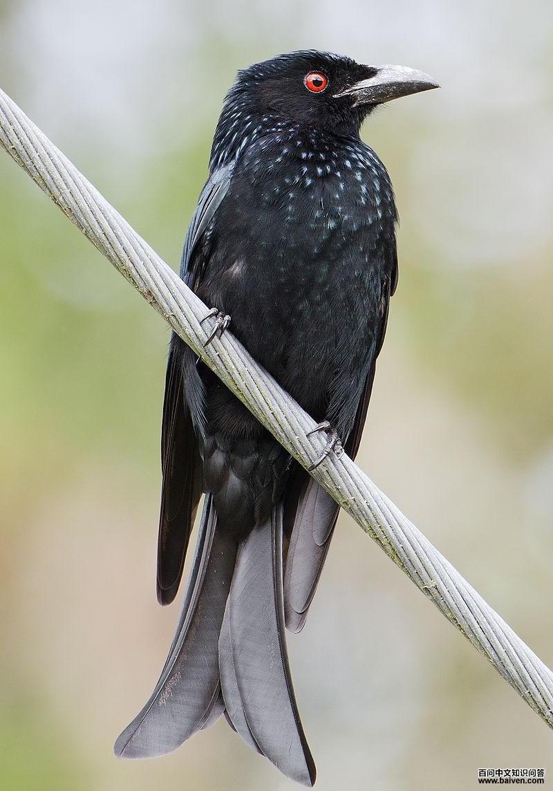 ����Ծ�β��ͼƬ